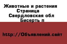  Животные и растения - Страница 13 . Свердловская обл.,Бисерть п.